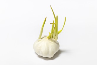 Garlic with long, green sprouts, with a prelight background