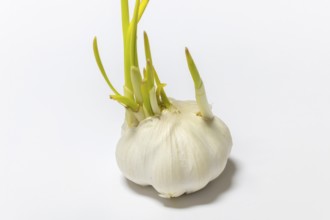 Garlic bulb with several green sprouts unfolding on a light background