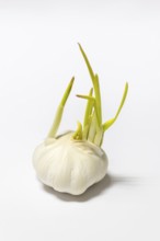 A garlic with green sprouts growing from the tuber, on a white background
