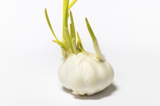 Garlic with short green sprouts that grow in different directions