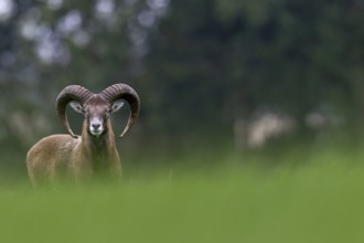 A young mouflon ram (Ovis gmelini) looks curiously over a hill, Germany