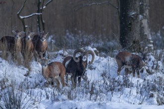 The mouflon ram (Ovis gmelini) shows keen interest in a female, attentively observed by three