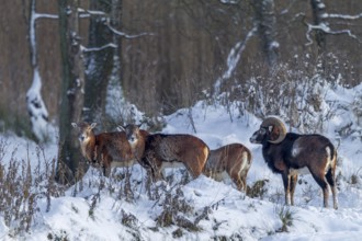 Mouflon rams (Ovis gmelini) and females search for food at the edge of the forest in winter, snow,