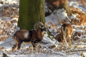 A young mouflon ram (Ovis gmelini) and a female in the evening light in a snow-covered oak forest,