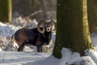A European mouflon ram (Ovis gmelini) with impressive snails in a snow-covered beech forest,