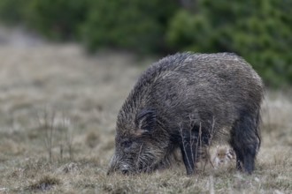 Wild boar (Sus scrofa) with its very young offspring in a forest aisle, sweet, cute, rearing young,
