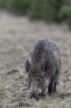 Wild boar (Sus scrofa) looking for food, their young have already retreated into the dense pine