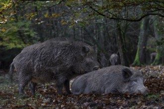 It is mating season for wild boar (Sus scrofa) and the boar dares to make an approach to a resting