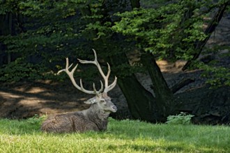 Capital adult red deer (Cervus elaphus) with large antlers, top dog resting after a mud bath,
