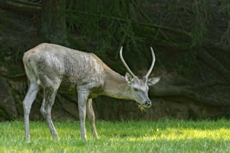 Juvenile red deer (Cervus elaphus), eating grass, grazing, after mud bath, wallow, in a meadow of a