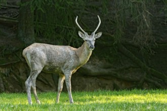 Juvenile red deer (Cervus elaphus), standing after a mud bath, wallow, on a meadow in a forest
