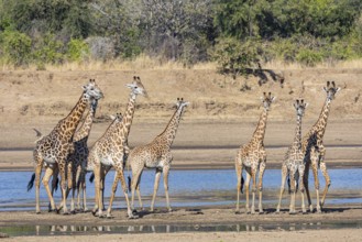 Thornicroft's Giraffe (Giraffa camelopardalis thornicrofti) crossing Luangwa River Zambia August