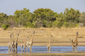 Thornicroft giraffe (Giraffa camelopardalis thornicrofti) crossing the Luangwa River Zambia August