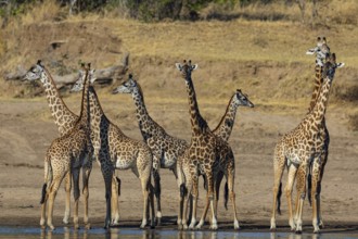 Thornicroft's Giraffe (Giraffa camelopardalis thornicrofti) Luangwa River valley Zambia August