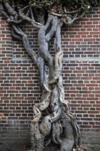 Giant ivy (Hedera helix), in front of a brick wall, Hanseatic city of Stralsund, Baltic Sea,