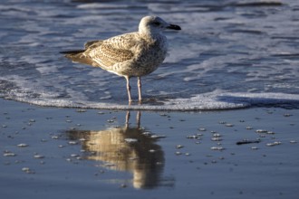 Herring gull (Larus argentatus), on the beach, reflected in the water, Fischland-Darß-Zingst,