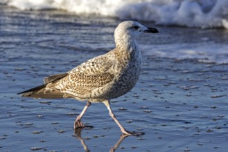 Herring Gull (Larus argentatus), on the beach, Fischland-Darß-Zingst, Baltic Sea,