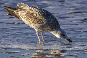 Herring gull (Larus argentatus), on the beach, drinking in the sea, Fischland-Darß-Zingst, Baltic