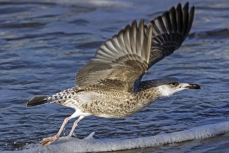 Herring gull (Larus argentatus), on the beach, flying off, Fischland-Darß-Zingst, Baltic Sea,