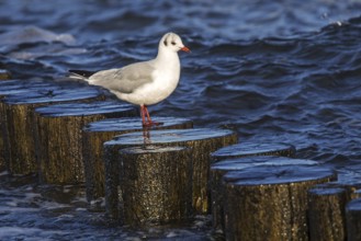 Black-headed gull (Chroicocephalus ridibundus), sitting on a groyne, Fischland-Darß-Zingst, Baltic