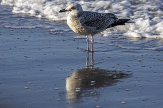 Herring gull (Larus argentatus), on the beach, reflected in the water, Fischland-Darß-Zingst,
