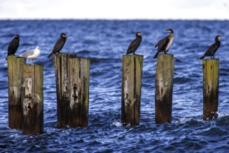 Cormorants (Phalacrocorax carbo) sitting on groynes, Fischland-Darß-Zingst, Baltic Sea,