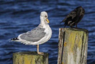 Cormorant (Phalacrocorax carbo) and gull (Larinae) sitting on groynes, Fischland-Darß-Zingst,