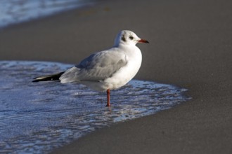 Black-headed Black-headed Gull (Chroicocephalus ridibundus), on the beach, Fischland-Darß-Zingst,