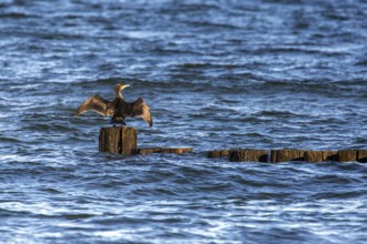 Cormorants (Phalacrocorax carbo) sitting on a groyne, Fischland-Darß-Zingst, Baltic Sea,