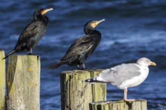 Cormorants (Phalacrocorax carbo) and gulls (Larinae) sitting on groynes, Fischland-Darß-Zingst,