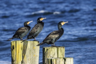 Cormorants (Phalacrocorax carbo) on groynes, Fischland-Darß-Zingst, Baltic Sea, Mecklenburg-Western