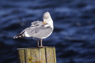 Seagull (Larinae) sitting on a groyne, Fischland-Darß-Zingst, Baltic Sea, Mecklenburg-Western