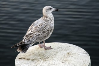 Herring Gull (Larus argentatus), sitting on a groyne, Fischland-Darß-Zingst, Baltic Sea,