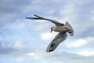 Gull (Larinae) flying with outstretched wings, Fischland-Darß-Zingst, Baltic Sea,