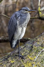 Grey heron (Ardea cinerea) sitting on a tree trunk, Fischland-Darß-Zingst, Baltic Sea,