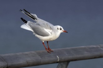 Black-headed gull (Chroicocephalus ridibundus), sitting on a railing, Fischland-Darß-Zingst, Baltic