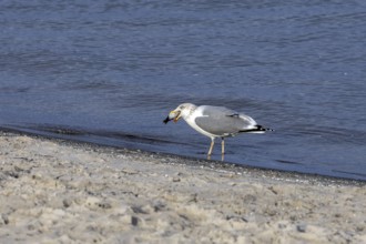 Seagull (Larinae) on the beach, eating a fish, Fischland-Darß-Zingst, Baltic Sea,