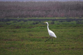 Great White Egret (Ardea alba) in a field, near Zingst, Fischland-Darß-Zingst, Western Pomerania