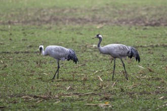Two cranes (Grus grus) in a field, near Zingst, Fischland-Darß-Zingst, Western Pomerania Lagoon