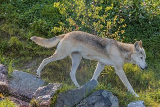 A Timberwolf (Canis lupus lycaon) runs across a green meadow along a small creek. Backlit scene. NE