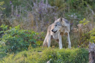 A timber wolf (Canis lupus lycaon) stands on a sunny day on its lookout in a clearing. NE USA