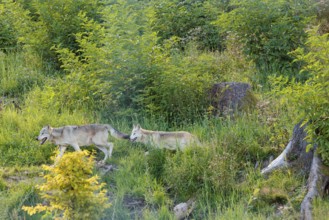 Two timber wolves (Canis lupus lycaon) run through dense green vegetation in a clearing on a sunny