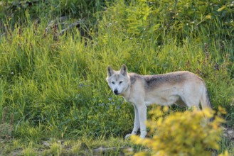 A timber wolf (Canis lupus lycaon) stands in backlight on a sunny day in dense green vegetation in