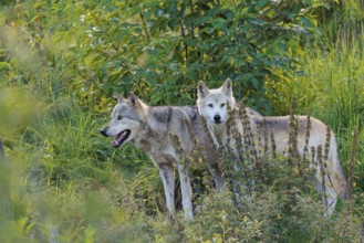 Two timber wolves (Canis lupus lycaon) stand on a sunny day in dense green vegetation in a clearing