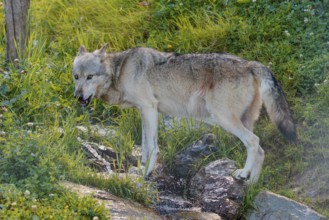 A Timberwolf (Canis lupus lycaon) drinks from a small creek flowing through a green meadow. Backlit