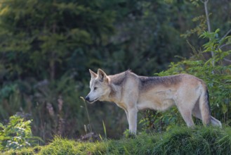 A timber wolf (Canis lupus lycaon) stands in backlight on a sunny day in green vegetation in a
