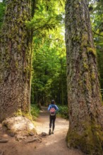Female tourist walking on a path between two giant trees covered in moss in the beautiful cathedral
