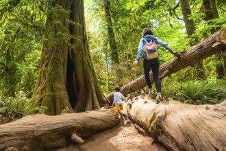 Tourists walking on a large fallen tree trunk in the serene cathedral grove forest on vancouver