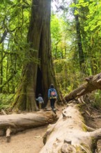 Tourists exploring the majestic cathedral grove forest on vancouver island, canada, walking into a