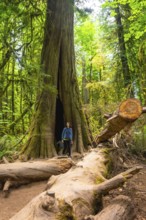 Tourist standing on fallen log admiring giant hollow redwood tree in lush green forest, showcasing